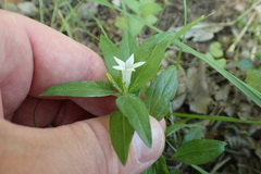 Spigelia texana