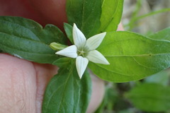 Spigelia texana