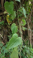 Stemona tuberosa