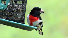 Pheucticus ludovicianus