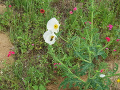 Argemone albiflora texana