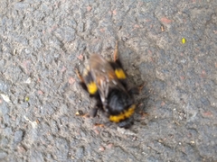 Bombus terrestris