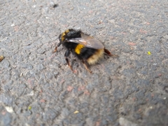 Bombus terrestris