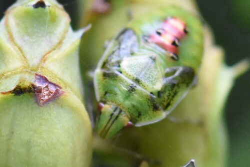 Juniper Shield Bug, Meppel, Nederland, photo 7 of 10
