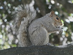 Sciurus carolinensis