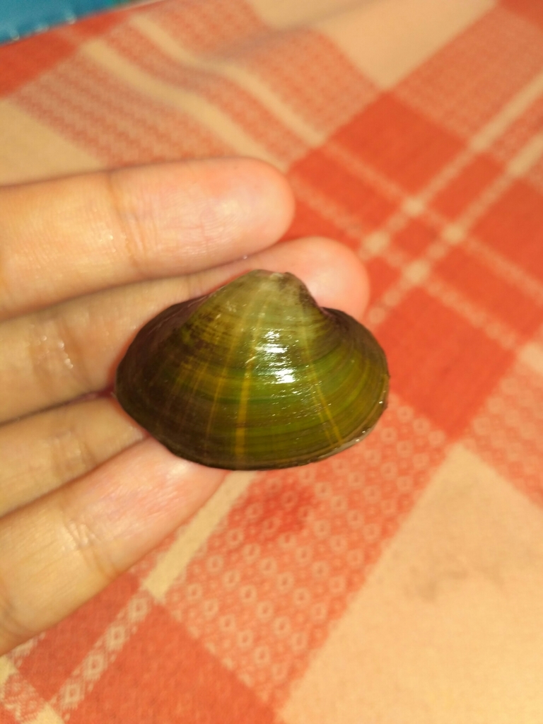 Acuticosta
