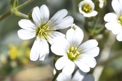 Cerastium arvense strictum