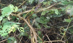 Erythrodiplax umbrata