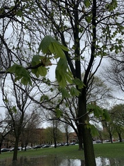 Aesculus