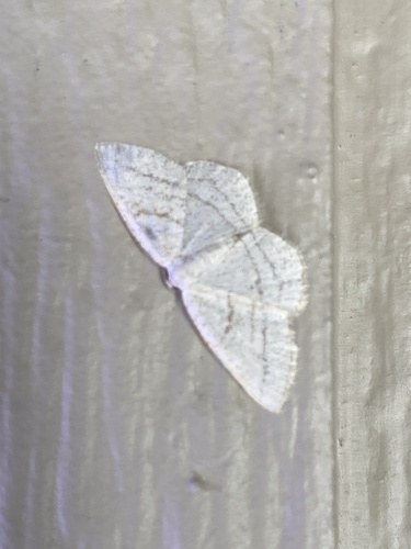 iNaturalist observation photo of Protitame subalbaria