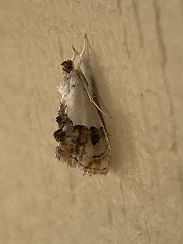 iNaturalist observation photo of Arizona Bird-dropping Moth