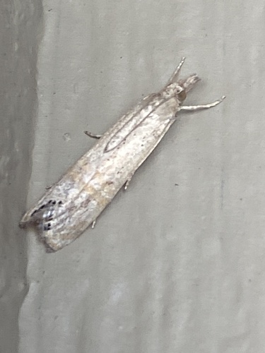 iNaturalist observation photo of Belted Grass-veneer