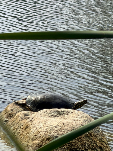 Painted Turtle