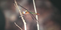 Viridithemis viridula
