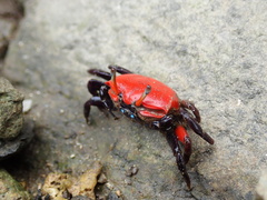 Paraleptuca crassipes