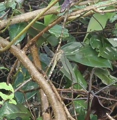 Erythrodiplax umbrata