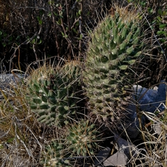 Coryphantha octacantha