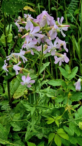 Saponaria officinalis