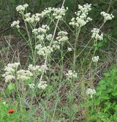 Hymenopappus artemisiifolius