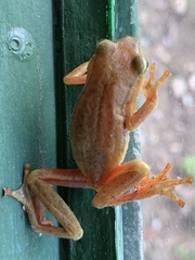 Hyperolius cinnamomeoventris