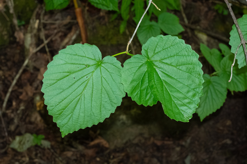 Viburnum molle