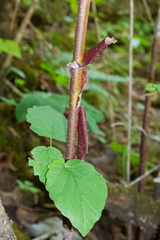 (c) Nathan Aaron, some rights reserved (CC BY) Viburnum molle, photograph (c) Nathan Aaron, some rights reserved (CC BY)