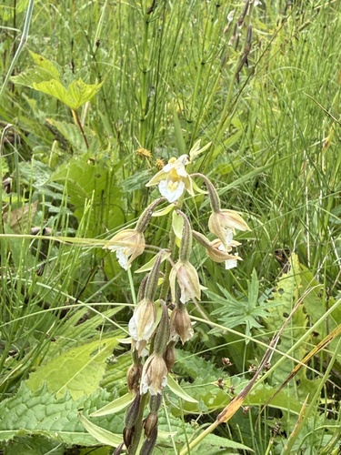 Marsh Helleborine