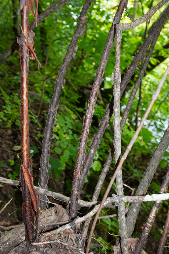 Viburnum molle, photograph 2