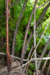 (c) Nathan Aaron, some rights reserved (CC BY) Viburnum molle, photograph (c) Nathan Aaron, some rights reserved (CC BY)