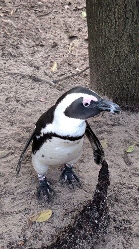 iNaturalist image