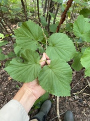 (c) Nathan Aaron, some rights reserved (CC BY) Viburnum molle, photograph (c) Nathan Aaron, some rights reserved (CC BY)