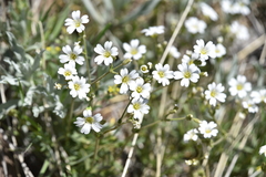 Cerastium arvense strictum