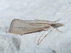 Eoreuma densellus