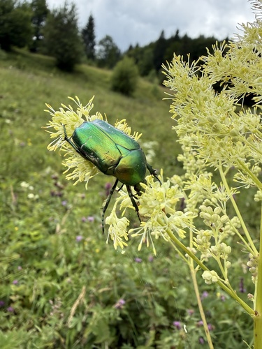 European Rose Chafer