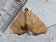 Eulithis gracilineata