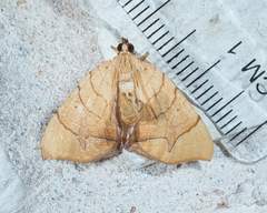 Eulithis gracilineata
