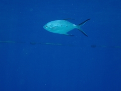 Trachinotus baillonii