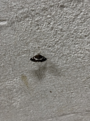 Hawaiian Beet Webworm Moth
