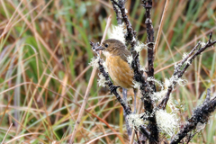 Grallaria quitensis