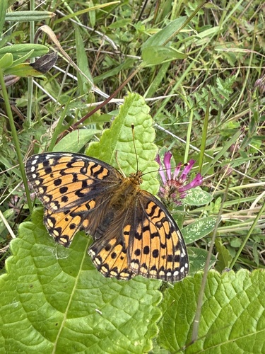 Dark Green Fritillary