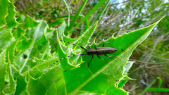 Agapanthia suturalis