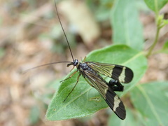 Panorpa japonica
