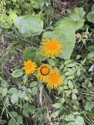 Yellow Oxeye