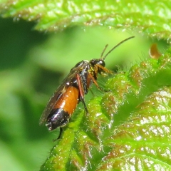 Aglaostigma aucupariae