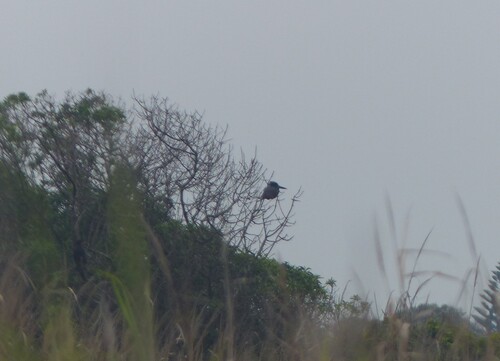 iNaturalist image