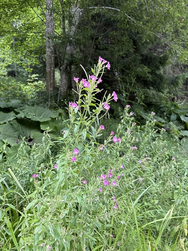 Great Willowherb