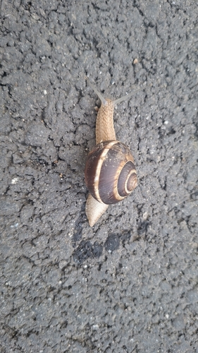 Turkish Snail