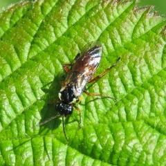 Aglaostigma aucupariae