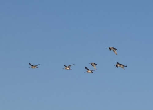 iNaturalist image
