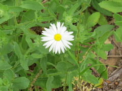 Aphanostephus ramosissimus